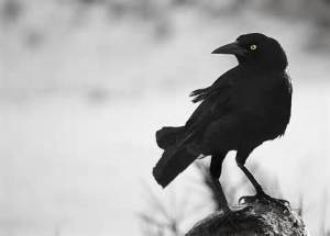 crow 3